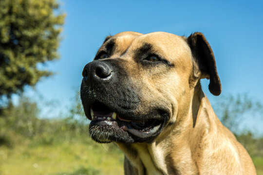 hund alano espa&ntilde;ol