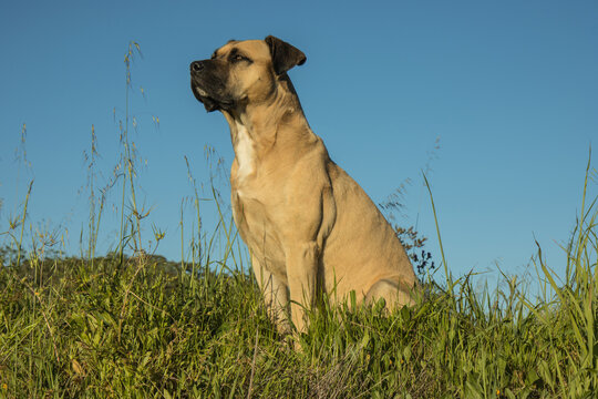 hund alano espa&ntilde;ol