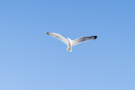Seagull flying in clear blue sky