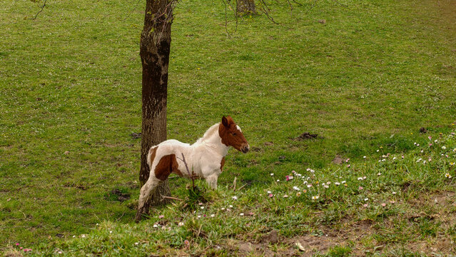Un adorable potro de pelaje manchado blanco y marr&oacute;n parado en un verde prado primaveral. La escena captura la ternura de la vida rural, con flores silvestres en primer plano y un entorno natural tran