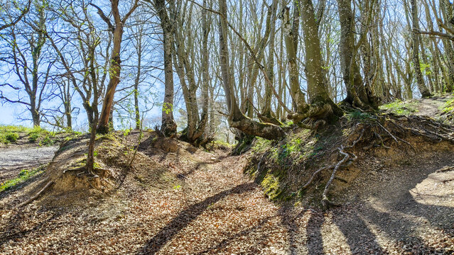 Un sendero forestal de piedra y grava se interna en un bosque frondoso bajo un cielo azul brillante. La luz del sol se filtra entre las ramas, creando un juego de luces y sombras en el camino.