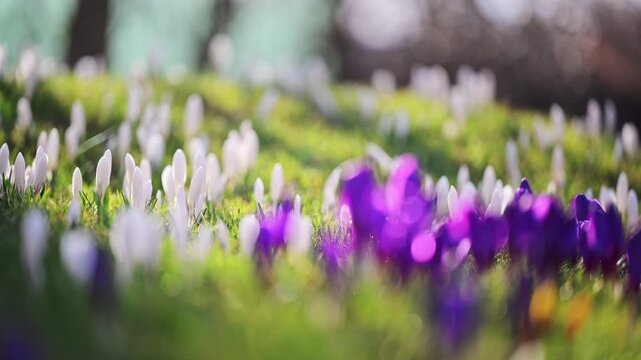Delicate white and purple crocus blooming in meadow, calm spring scene, 4K slow motion