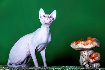 A grey sphinx cat posing on green background. © Marina