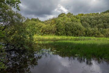 Obraz premium The River Cong and the forest of Cong near the locality of Cong, Ireland, with calm waters reflecting the overcast sky and dense, lush greenery on both sides