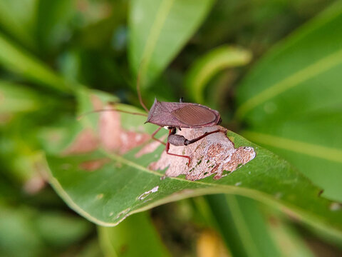 giant leaf-footed bug bertengger di daun mangga(Acanthocephala declivis) 
