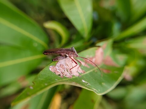 giant leaf-footed bug bertengger di daun mangga(Acanthocephala declivis) 