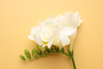 Fototapeta premium Beautiful freesia flowers on beige background, top view