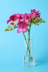 Obraz premium Beautiful freesia flowers in vase on light blue background, closeup