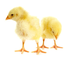 Obraz premium Cute yellow chicks on white background. Baby animals