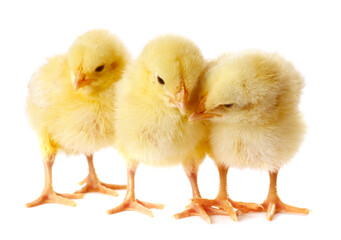 Obraz premium Cute yellow chicks on white background. Baby animals