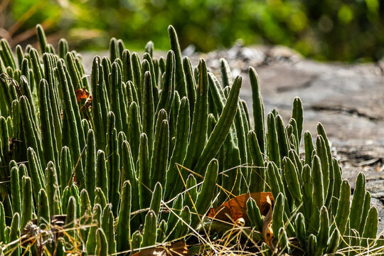 The thick green succulent stems of a giant stapelia, Stapelia gigantea, growing on a rocky outcrop at Phophonyane Falls nature reserve, Eswatini
