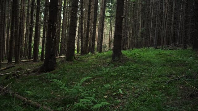 Calm evergreen forest. Afforestation and woods concept. Fresh young green leaves at warm spring or summer day