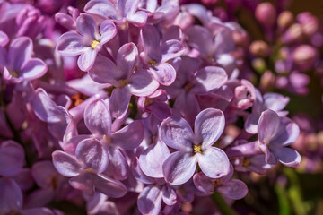 Obraz premium Close-up of blooming lilac flowers (Syringa vulgaris) with delicate purple petals and yellow centers, captured in soft natural sunlight with shallow depth of field