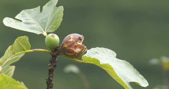 Footage of rotting fruit on a fig tree and insects flying around it.