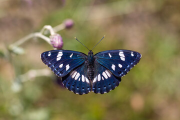 Fototapeta premium a butterfly with a wonderfully colored wingtip, White Admiral,Limenitis reducta, 