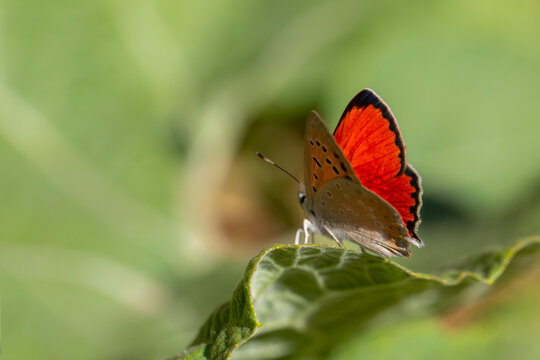 the tiny butterfly with fiery red wings perched on the green leaf, Lycaena thetis