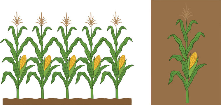 Vector illustration of corn plants growing in soil and single corn plant with leaves, tassels and yellow ears