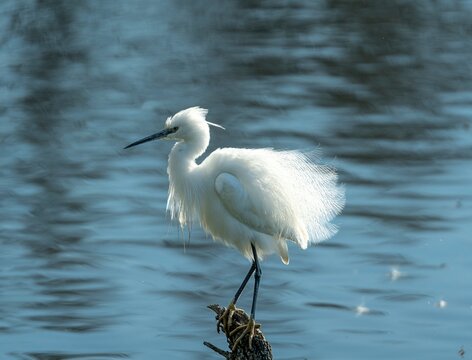  Garza blanca de plumaje suave posada sobre una rama en medio del agua, con fondo desenfocado que resalta su elegancia y tranquilidad nat