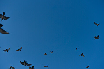 Fototapeta premium Dove flying in the sky