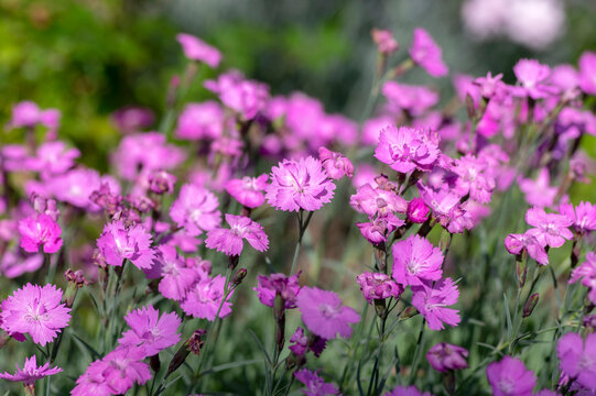 Dianthus caryophyllus carnation clove pink light violet flowers in bloom, cultivated flowering plants in summer