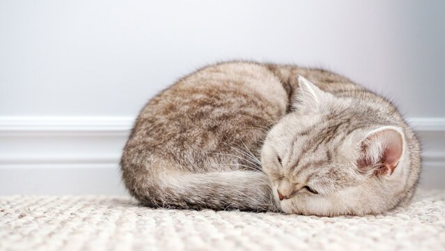 Domestic cat curled up sleeping on a textured rug near a white wall, showcasing its soft fur and peaceful posture in a cozy indoor setting