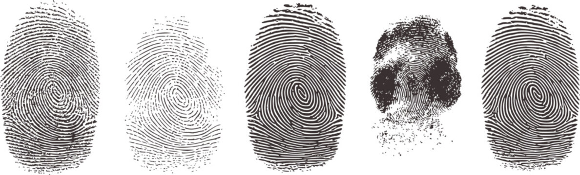 Collection of Distinct Fingerprint Patterns White Background identification security