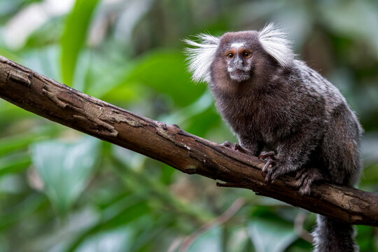 A common Marmoset (Callithrix jacchus) with cute white tuffed ears sits on a branch in Brazil, South-America.