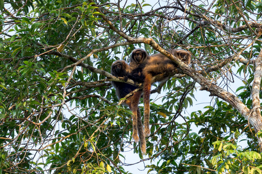 A group Coastal Black-handed Titi monkey (Callicebus melanochir) sit in the late afternoon in a tree in Brazil, South-America.