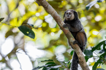 Naklejka premium A Wied's Black-tufted ear Marmoset (Callithrix kuhlii) with cute black tuffed ears sits on a branch in Brazil, South-America.