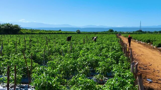 Jornada de trabajo en el campo con agricultores en plantación