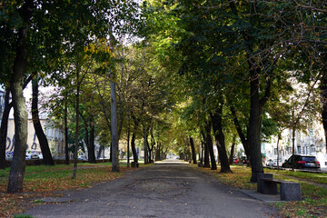 Obraz premium the road and the old alley in the city park