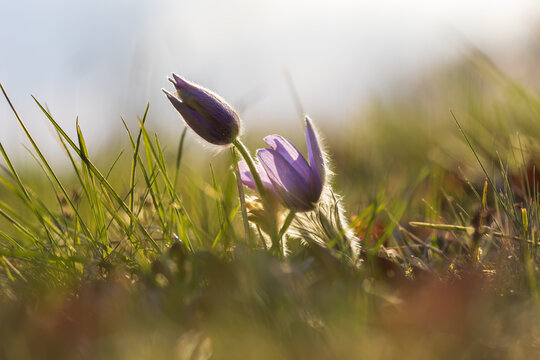 Delicate Purple Pasque Flowers Glowing in Warm Golden Hour Backlight on Spring Meadow