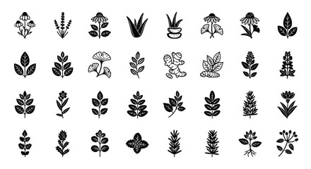 Obraz premium Collection of various leaf and flower illustrations.