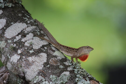 Brown lizard displaying its bright orange dewlap while clinging to a tree trunk covered in textured bark and lichen.