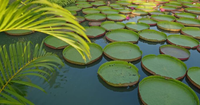 Large leaves lotus is a species of flowering plant in Thailand at sunset, the largest of the Nymphaeaceae family of water lilies.The scientific name of the giant water lily 