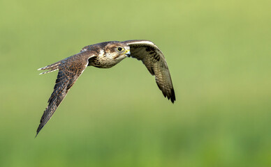 Naklejka premium Saker falcon ( falco cherrug ) close up