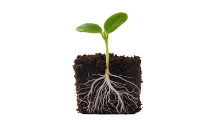 Green seedling with visible roots in soil cube, isolated on transparent background © Thomas