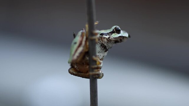 Pacific tree frog sits perched on a wire or branch, juvenile young Pacific tree frog outdoors, Pseudacris regilla horizontal video