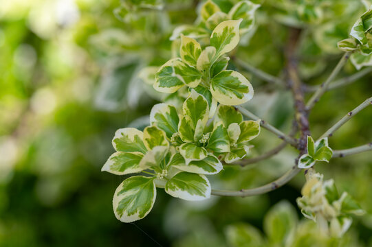 Close-up of variegated green and white leaves of Euonymus fortunei 'Emerald Gaiety' in a bright garden setting, wintercreeper spindle leaves texture.
