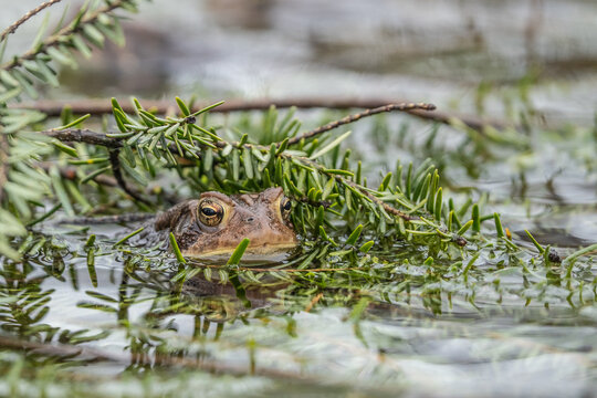 Eastern American Toad (Anaxyrus americanus)  hiding in branches in pond during mating season. 