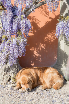 Serene Senior Canine Lying On Sunlit Terracotta Wall Surface
