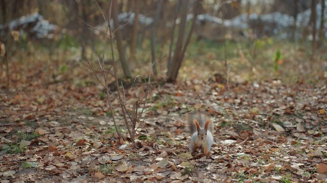 Grey squirrel foraging among dry leaves in woodland underbrush, bushy tail flicking while digging for acorns, stealthy snatcher behavior captured in soft autumn light, candid lowangle wildlife footage