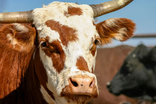 Brown and White Cow Close Up Portrait on Farm