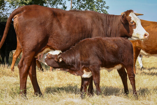 Cow and Calf Nursing in Pasture Rural Agriculture Scene