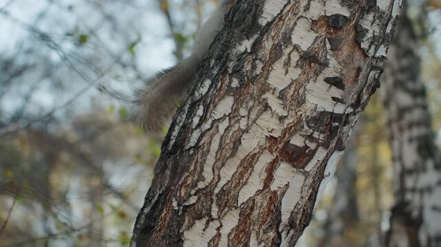 Squirrel on birch trunk snatcher scampering across textured bark, pausing to survey surroundings, leaping between branches, bushy tail flickering, autumn forest background with soft light and muted