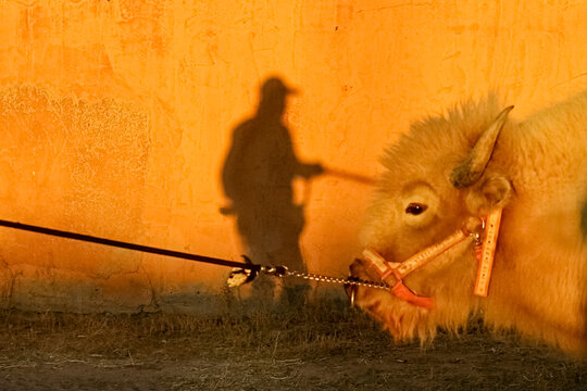 White buffalo with rancher shadow at sunset