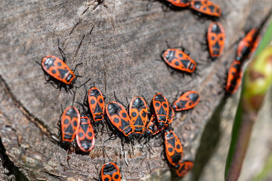 Group of firebugs (Pyrrhocoris apterus) gathering on a tree trunk in spring, close-up of red and black insects in natural habitat.