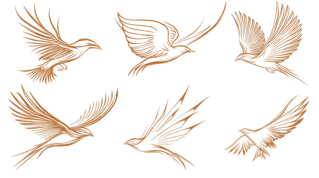 Six stylized drawings of birds in flight. Brown linework on white background