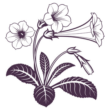 gloxinia silhouette on white background