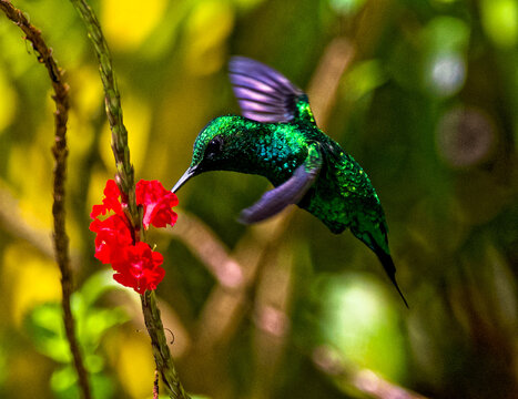 Portrait of a green flying hummingbird Rufous-tailed  pollinating a red tropical flower in Colombia.